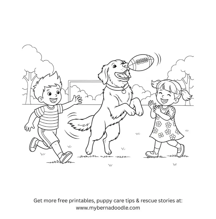 Golden Retriever Drawing28