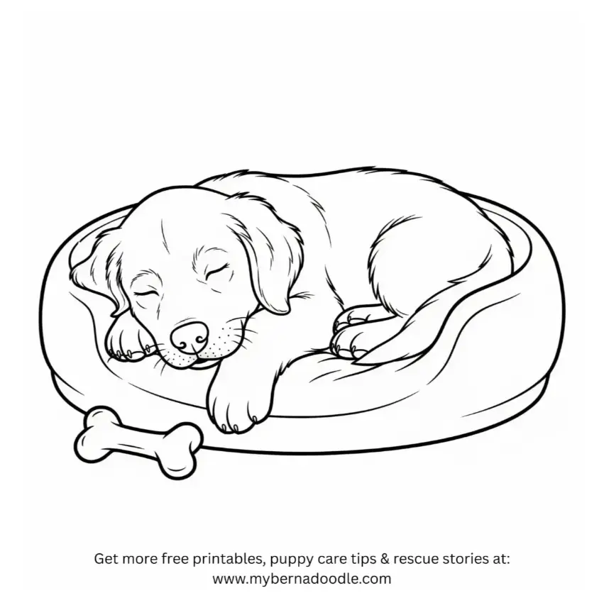 Golden Retriever Drawing 6