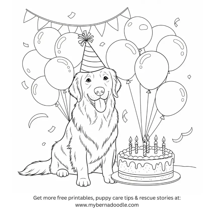 Golden Retriever Drawing9