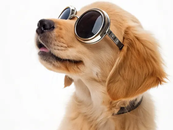 Golden-Retriever-Puppy-Aesthetic-Photos 3