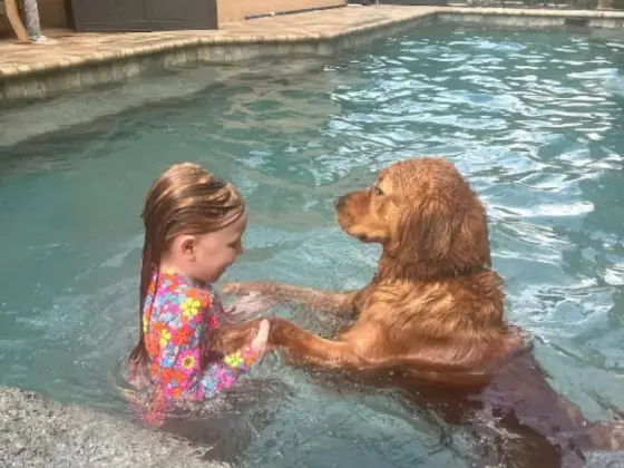 Golden Retriever with kids 10