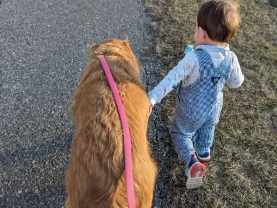 Golden Retriever with kids 2