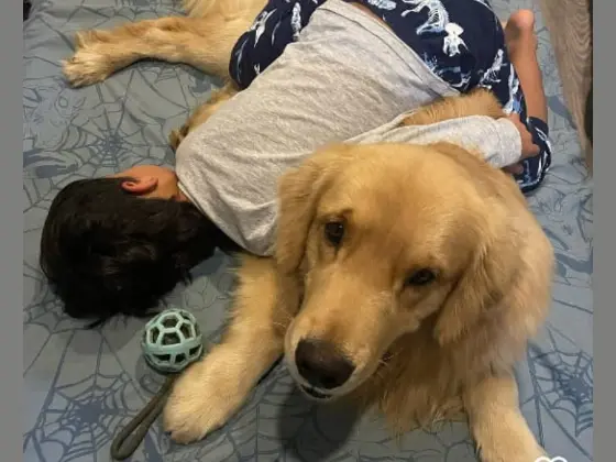 Are Golden Retrievers Good With Children 6?