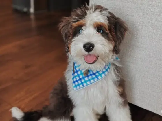 Micro Bernedoodle 2