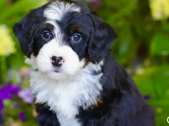 Micro Bernedoodle 21