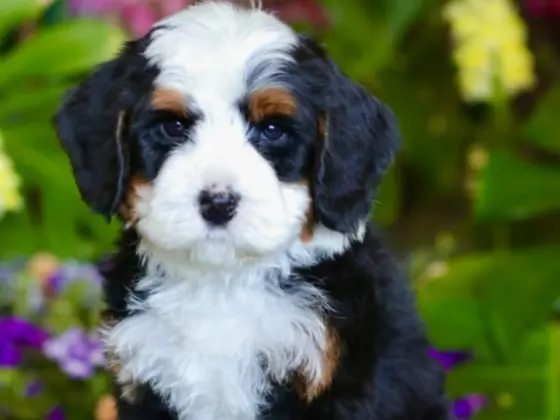 Micro Bernedoodle 23