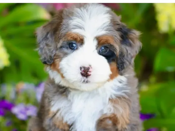 Micro Bernedoodle 24