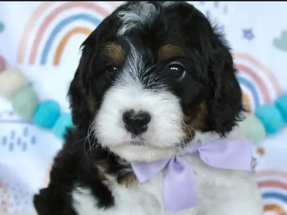 Micro Bernedoodle 3