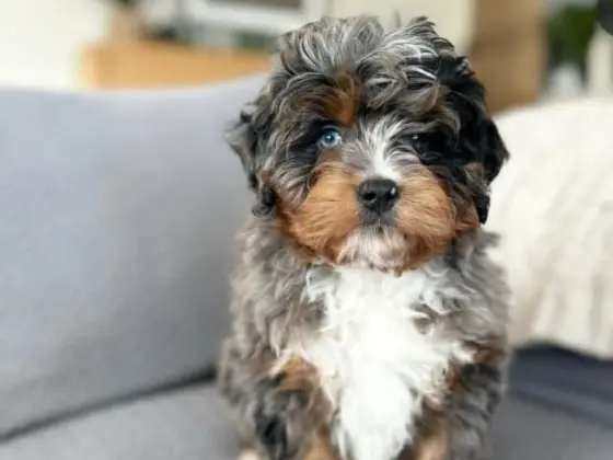 Travel with bernedoodle5