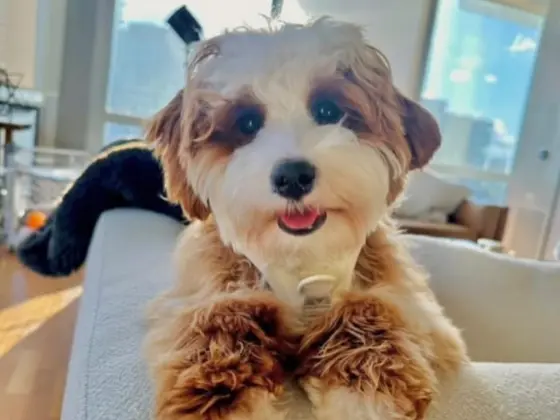 Micro Bernedoodle 4