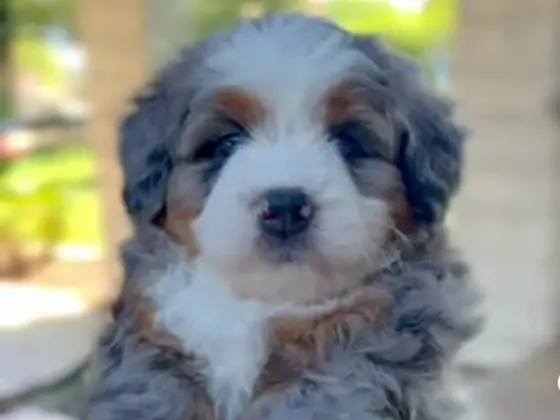Travel with bernedoodle 6