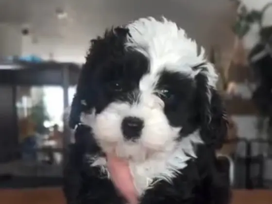 Micro Bernedoodle 5