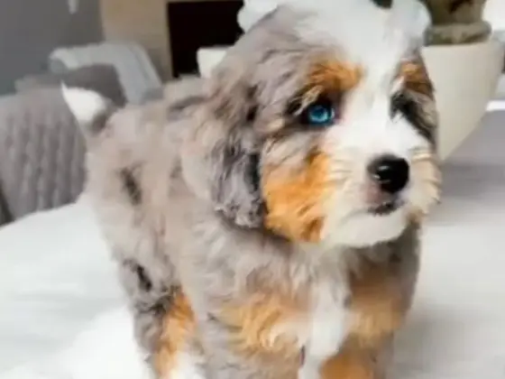 Micro Bernedoodle 7