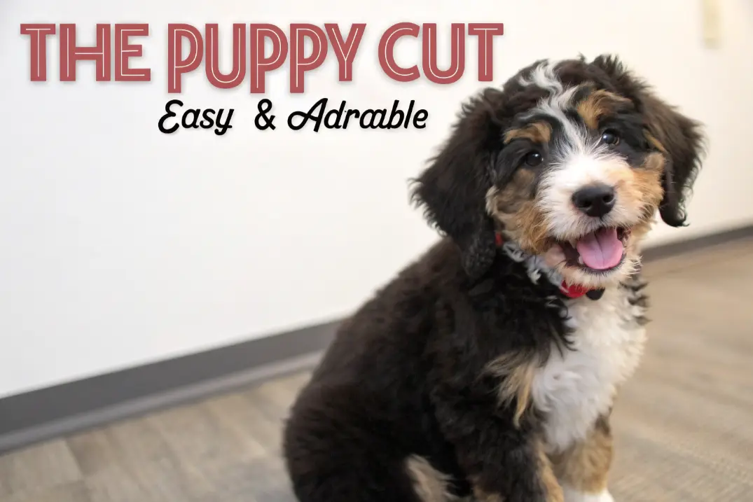 Bernedoodle Haircut Styles -The Puppy Cut