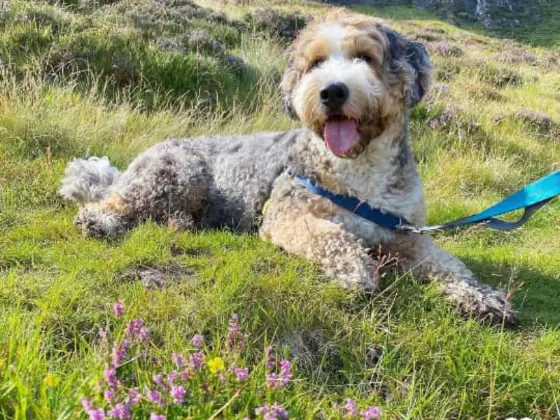 Travel with bernedoodle 1