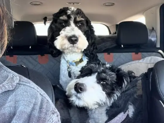 Travel with bernedoodle 2
