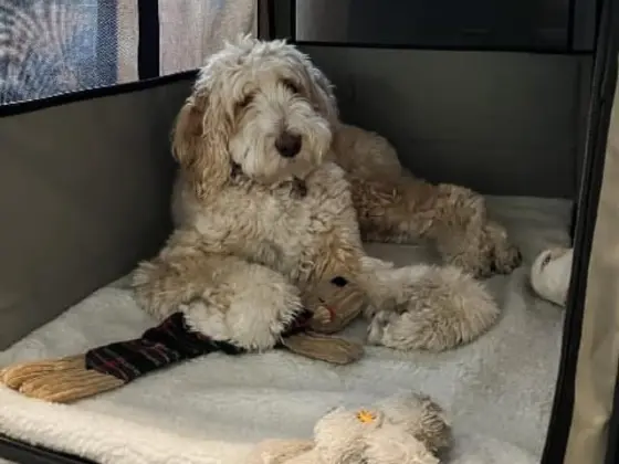 Travel with bernedoodle feature image