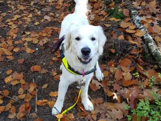A White Golden Retriever is standing in a forest, the ground covered with orange leaves