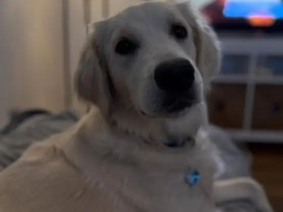 White Golden Retriever looking at the camera