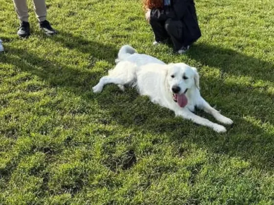 White Golden Retriever lying on a grassy ground