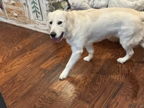 White Golden Retriever is in its room