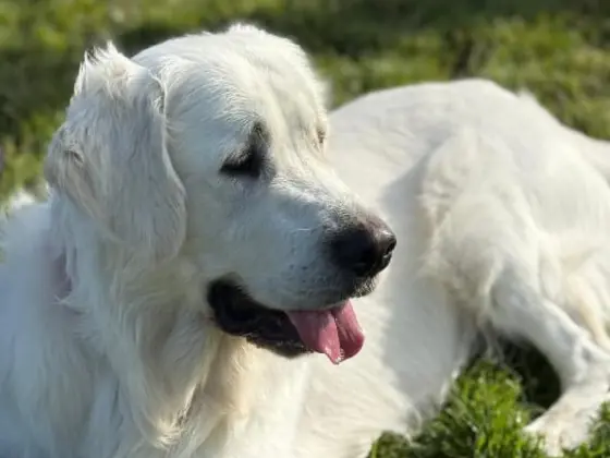 A White Golden Retriever is sitting in sunshine