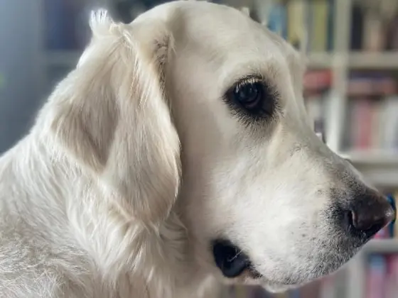 A close-up shot of a White Golden Retriever