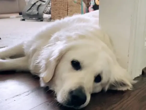 A White Golden Retriever is lying on the floor, feeling sleepy.