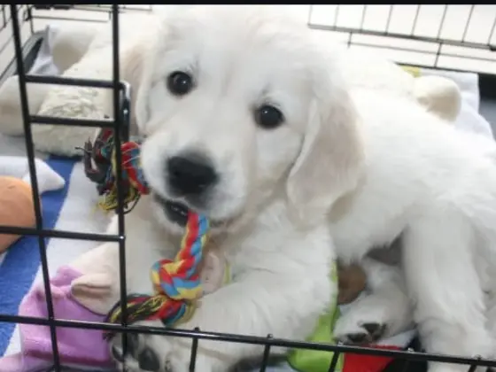 A White Golden Retriever puppy sitting in its crate.
