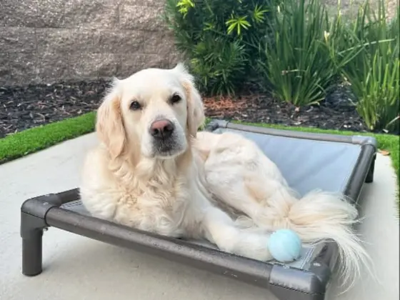 A White Golden Retriever resting on a cart.