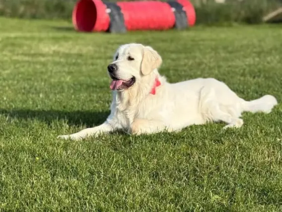 A White Golden Retriever is sitting in a grassy groung.