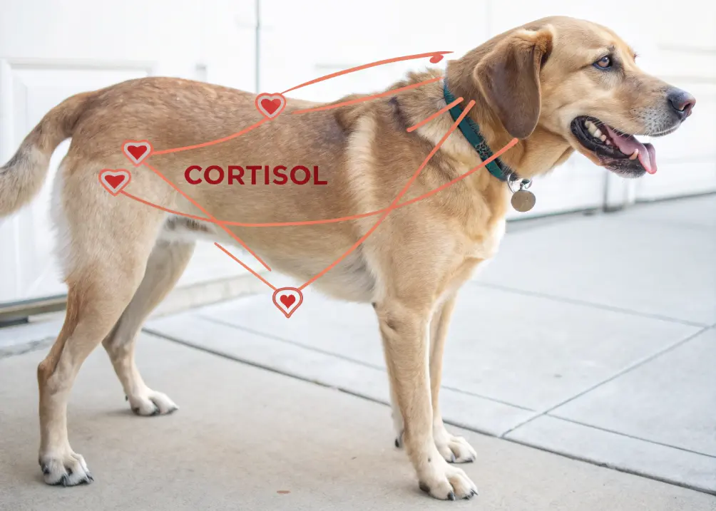 Illustration showing how stress causes dogs to bark.