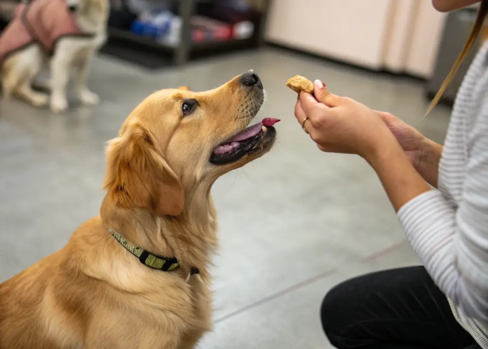 Golden Retriever being taught “quiet” command with treat.