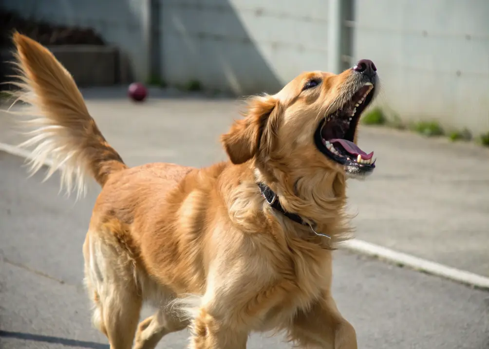 Golden Retriever barking playfully.