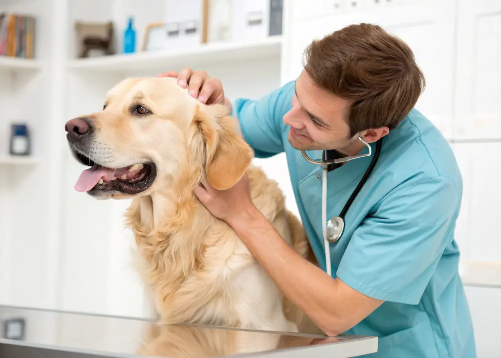 Vet checking Golden Retriever during health exam.