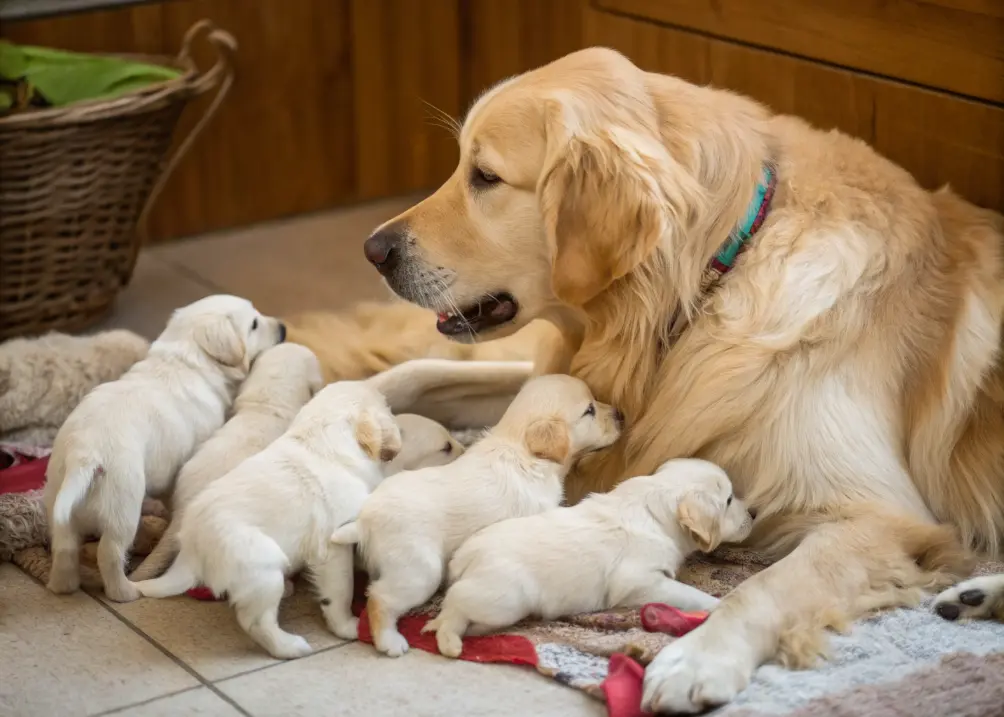 Golden Retriever mother with her litter of puppies.