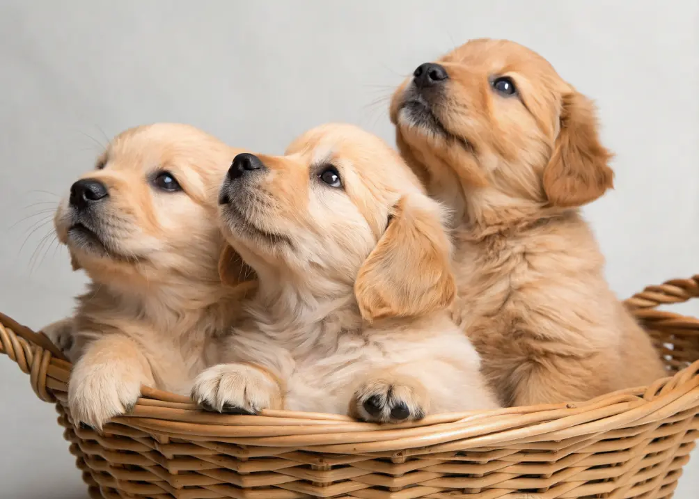 Litter of Golden Retriever puppies sitting in a basket.